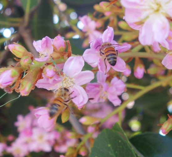 Views of spring, roses, yard, library, bees