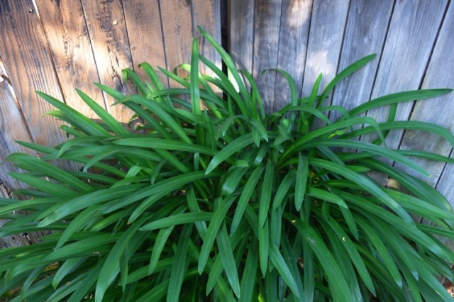 Agapanthus, Scape, First Scape, Flowers, back yard, gardening