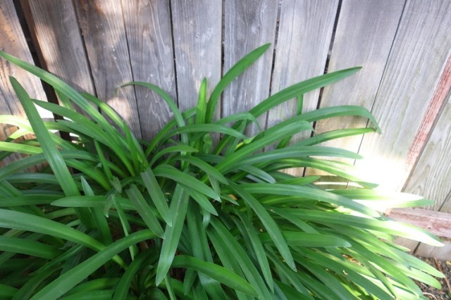 Agapanthus, Scape, First Scape, Flowers, back yard, gardening
