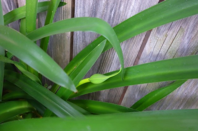 Agapanthus, Scape, First Scape, Flowers, back yard, gardening