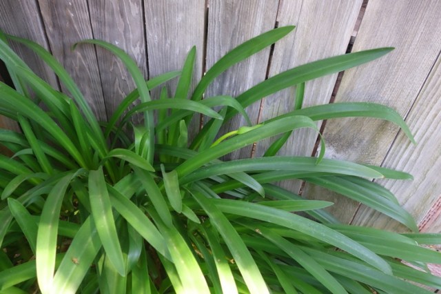 Agapanthus, Scape, First Scape, Flowers, back yard, gardening