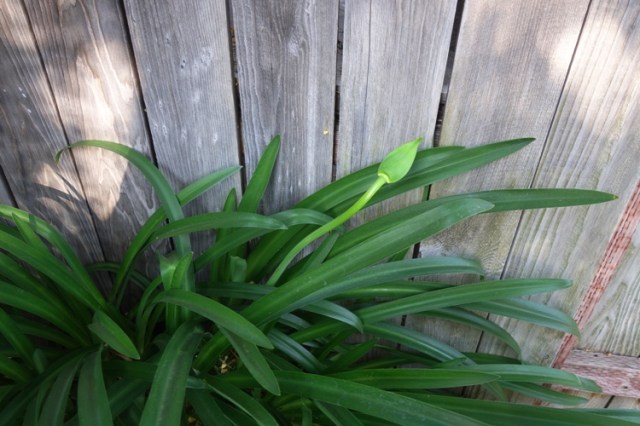 Agapanthus, Scape, First Scape, Flowers, back yard, gardening