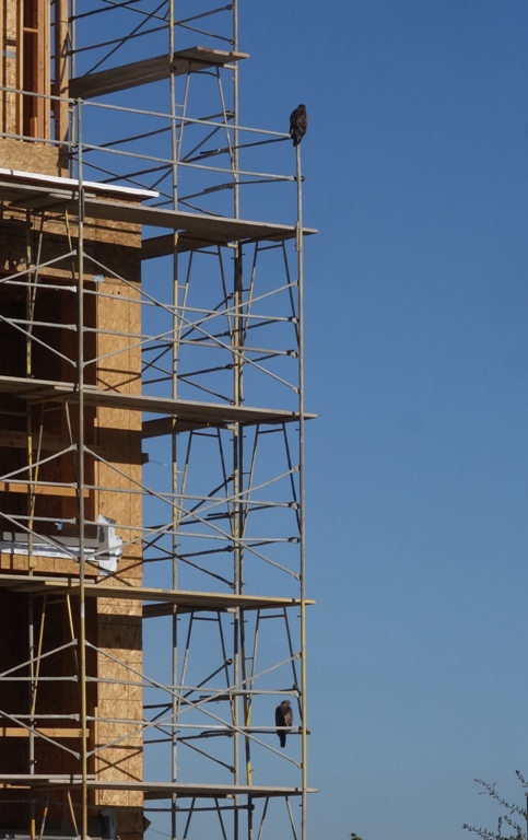 hawks, office, scaffolding, consruction, wet lands