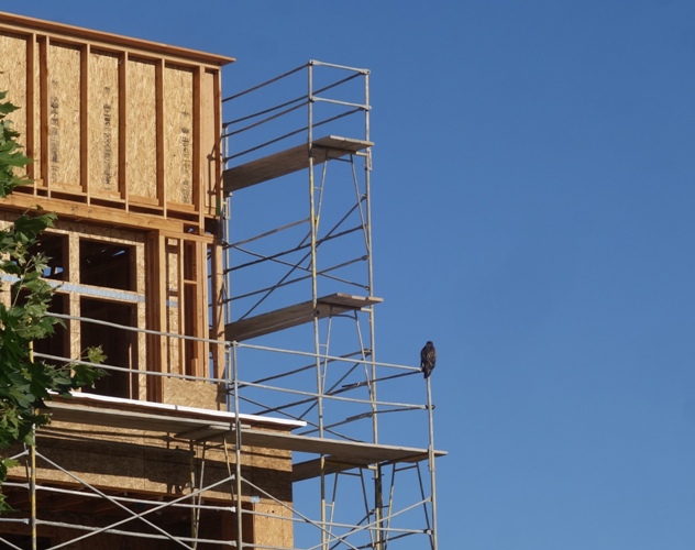 hawks, office, scaffolding, consruction, wet lands