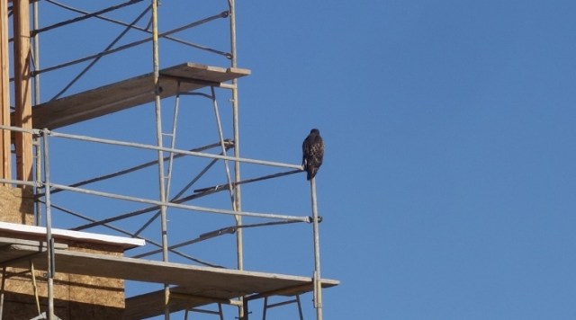 hawks, office, scaffolding, consruction, wet lands