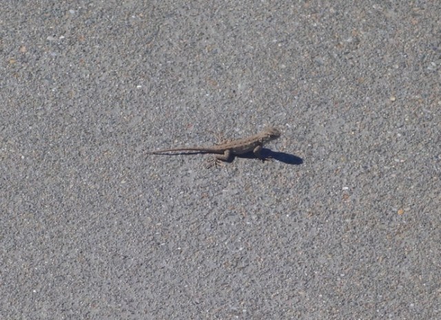 ZICC, lizard, sidewalk, wetlands, office