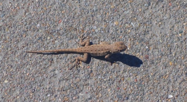 ZICC, lizard, sidewalk, wetlands, office