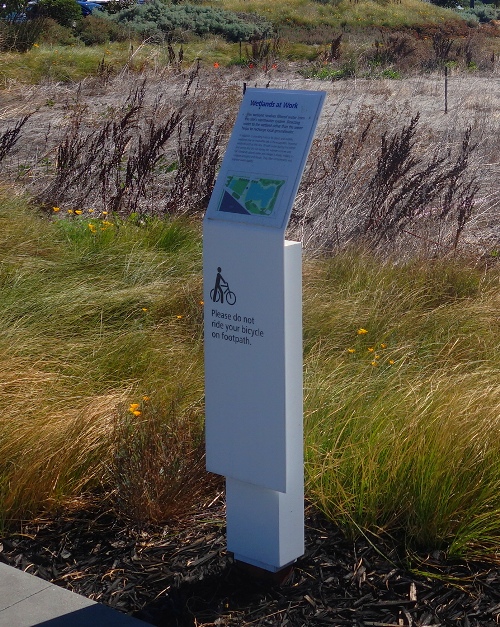 ZICC, lizard, sidewalk, wetlands, office