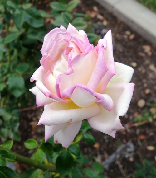 Tracy community rose garden, roses, October