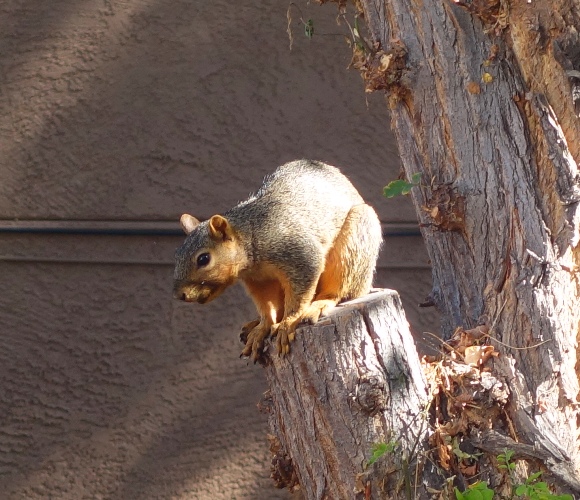 squirrels, backyard, squirrel, nuts, tail, tree, wildlife
