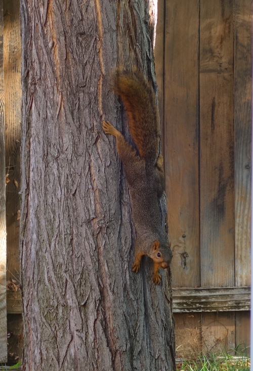 squirrels, backyard, squirrel, nuts, tail, tree, wildlife