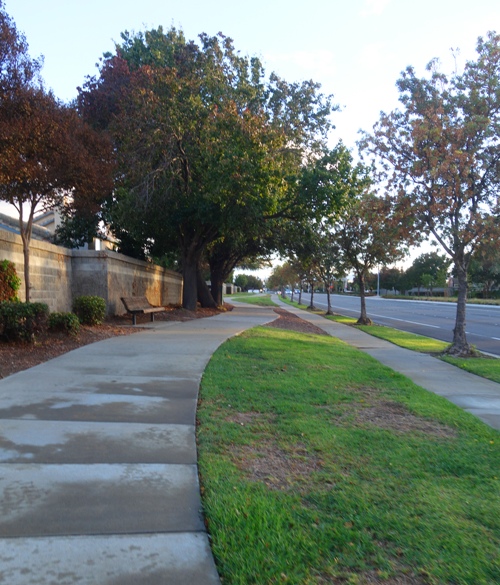 virtual walk, actual walk, sidewalks, walking, trees