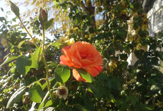 Roses, late year, still blooming, pruning time