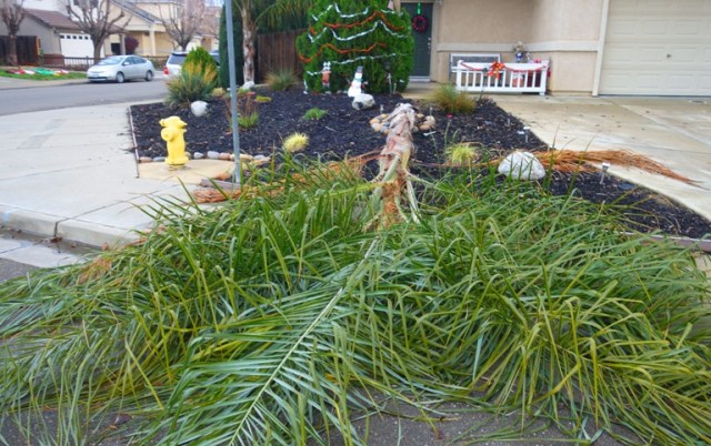 walk, sunset, mushrooms, tree down, gazebo, storm clouds