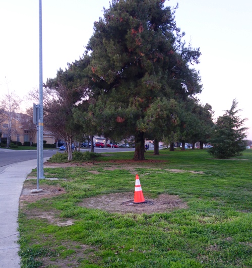 Park, tree removal, storm damage, cleanup