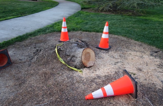 Park, tree removal, storm damage, cleanup