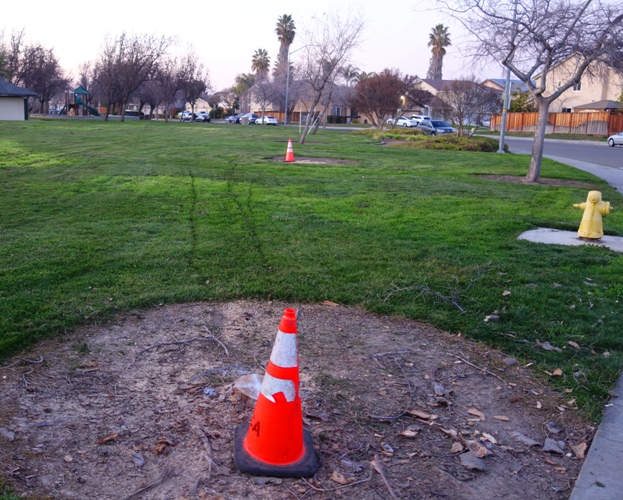 Park, tree removal, storm damage, cleanup