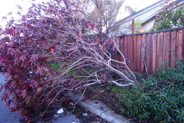 trees, high winds, wet soil, storm, trees down