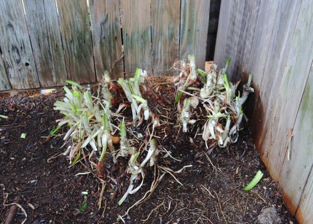 agapanthus, pruning, spring, growing back, leaves