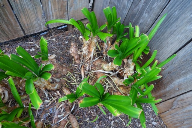 Roses, birds, blossoms, bird houses, agapanthus