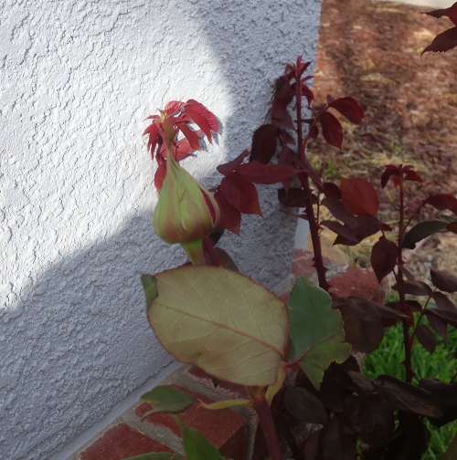 mr. lincoln rose, bud, bloom, rose bud, fragrant rose, rose bush