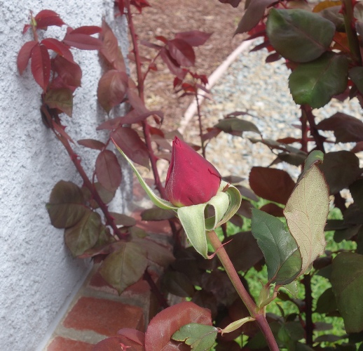 mr. lincoln rose, bud, bloom, rose bud, fragrant rose, rose bush