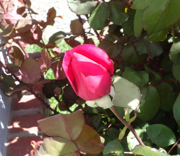 mr. lincoln rose, bud, bloom, rose bud, fragrant rose, rose bush