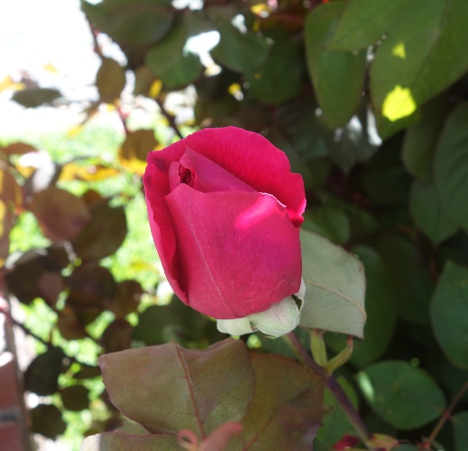 mr. lincoln rose, bud, bloom, rose bud, fragrant rose, rose bush