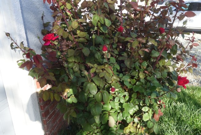 mr. lincoln rose, bud, bloom, rose bud, fragrant rose, rose bush