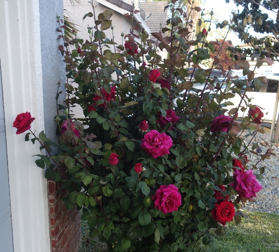 rose bush, mister lincoln, large red roses, fragrant roses 