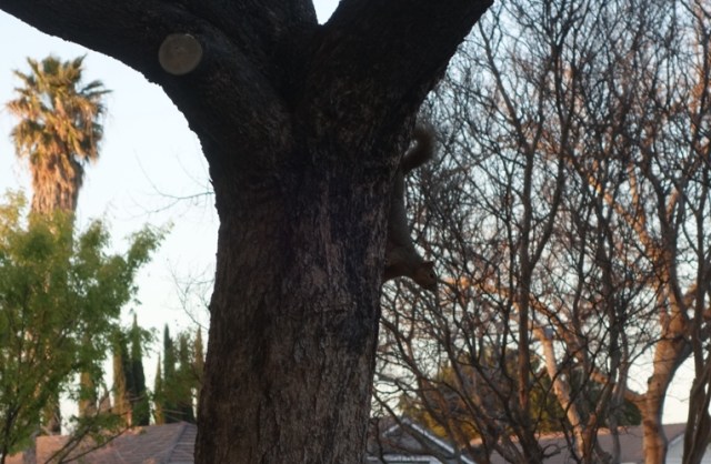 squirrel, walk, park, posing, tree, wildlife