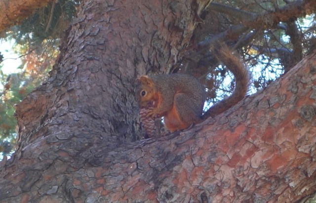 squirrel, park, walk, hungry squirrel, tree, pine cones