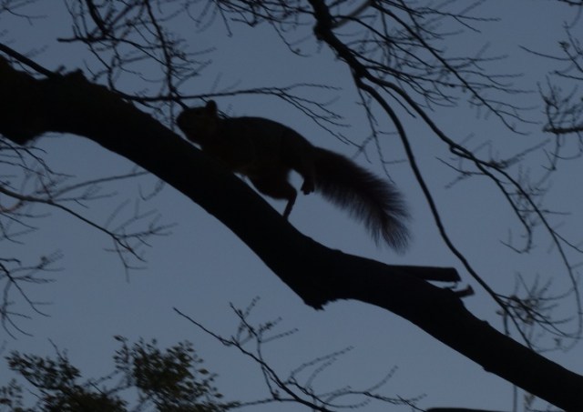 squirrel, walk, park, posing, tree, wildlife