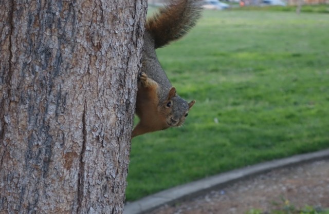 squirrel, walk, park, posing, tree, wildlife