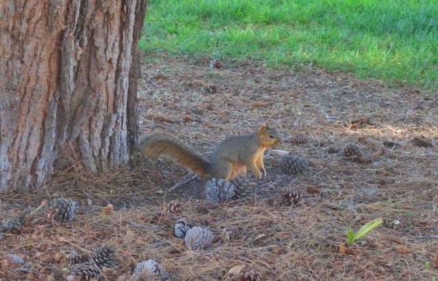 squirrel, park, walk, hungry squirrel, tree, pine cones