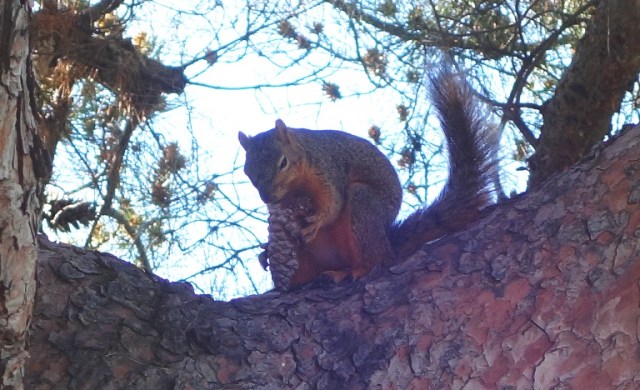 squirrel, park, walk, hungry squirrel, tree, pine cones