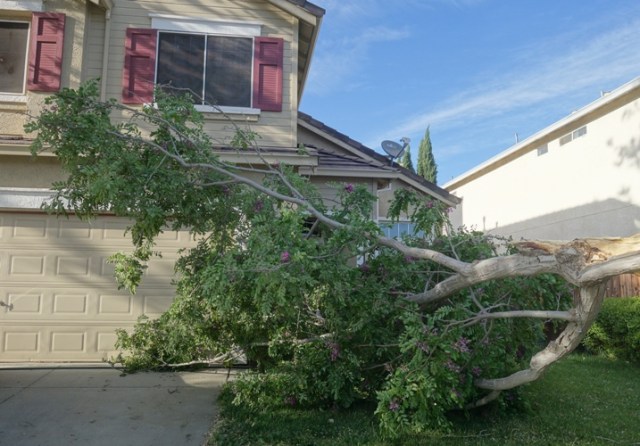 Tree down, tree trimming, windy, tree blown over, windy day