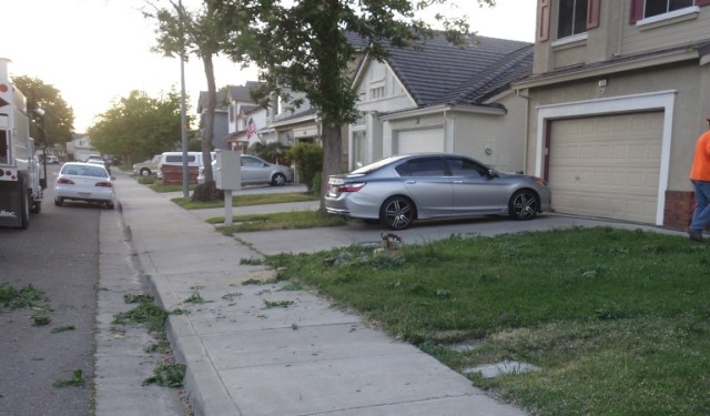 Tree down, tree trimming, windy, tree blown over, windy day