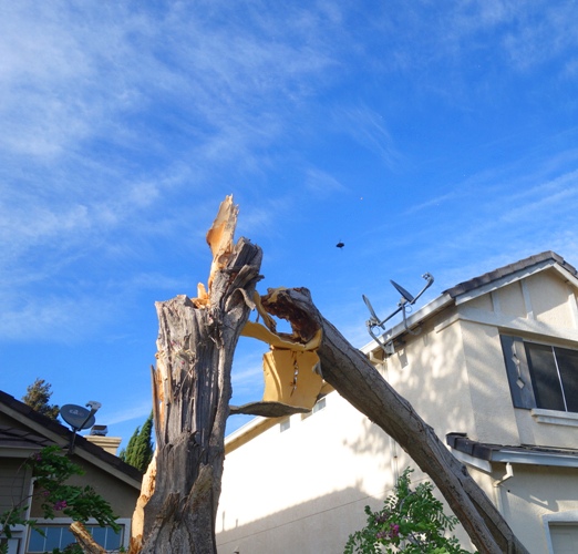 valley carpenter bee (Xylocopa varipuncta), female bee, black bee