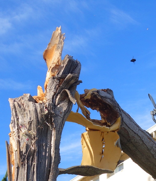 valley carpenter bee (Xylocopa varipuncta), female bee, black bee