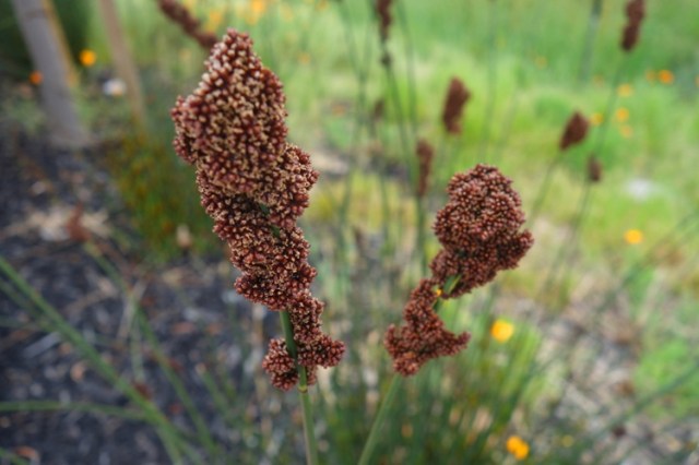Wetlands, preserved wetlands, plants, walk, california