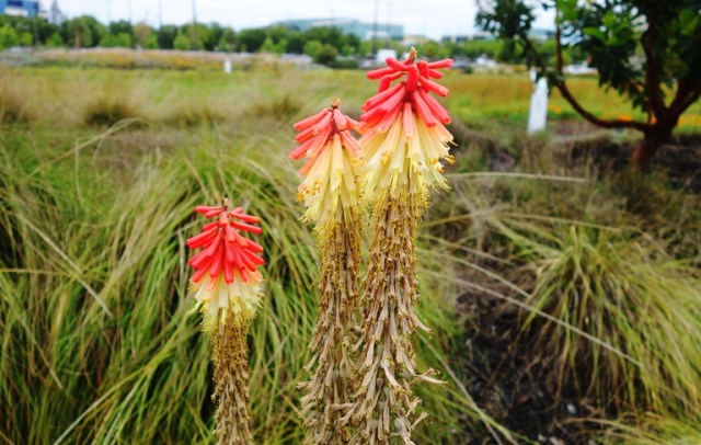 Wetlands, preserved wetlands, plants, walk, california