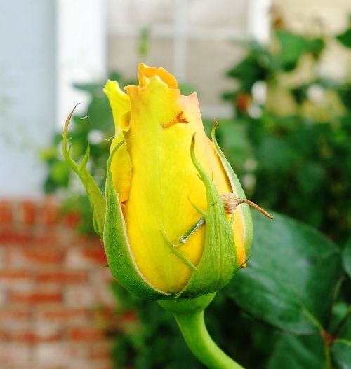 yellow roses, floribunda, St. Patrick Rose, roses, yellow