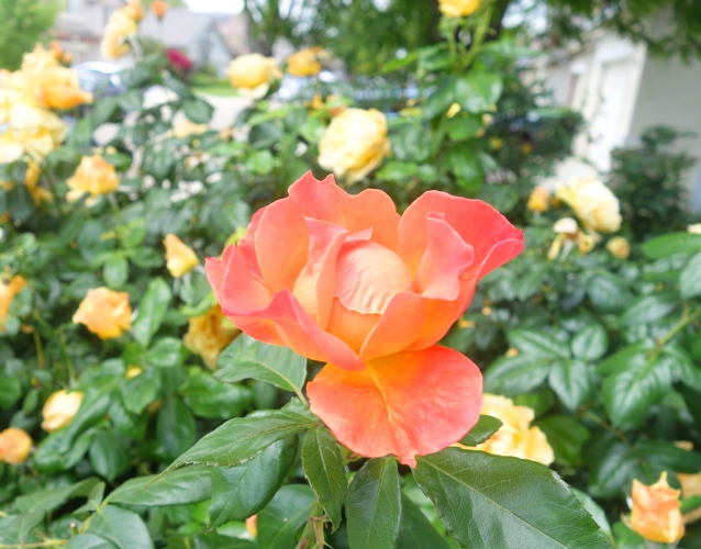 yellow roses, floribunda, St. Patrick Rose, roses, yellow