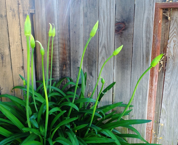agapanthus, progress, scapes, growing progress, backyard