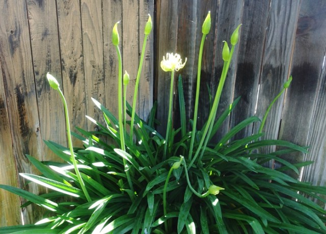 agapanthus, progress, scapes, growing progress, backyard