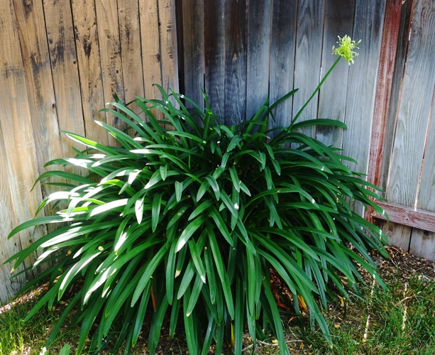 agapanthus, progress, scapes, growing progress, backyard