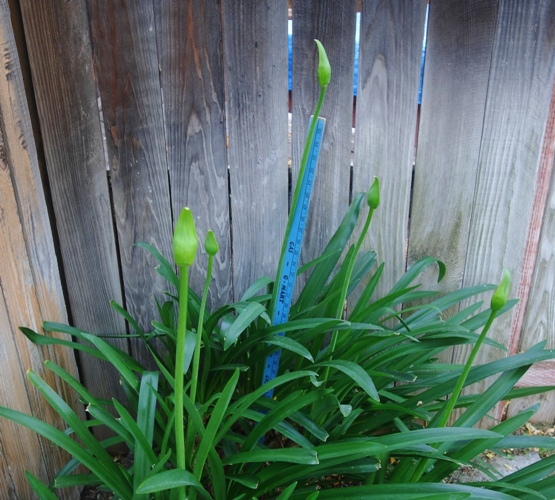 agapanthus, progress, scapes, growing progress, backyard