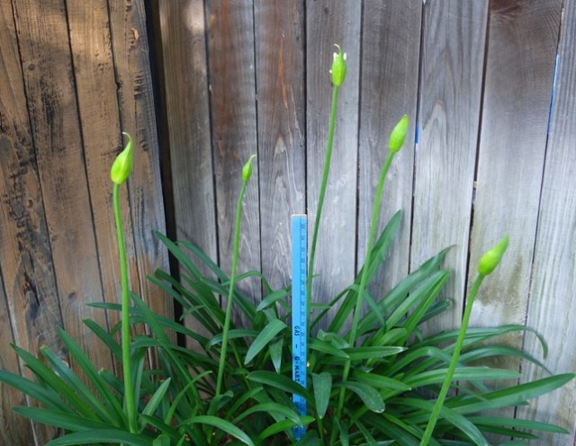 agapanthus, progress, scapes, growing progress, backyard, pods
