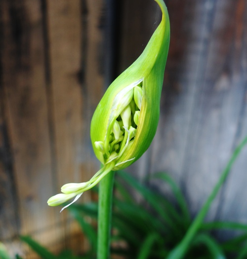 agapanthus, progress, scapes, growing progress, backyard, pods